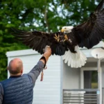 Aigle au camping, face à la terrasse d'un mobil-home