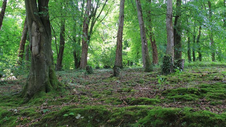 Les activités en forêt du Camping de Locouarn près de Concarneau